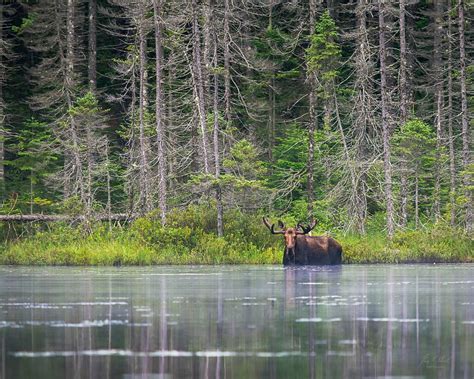 adirondack mountains new york animals